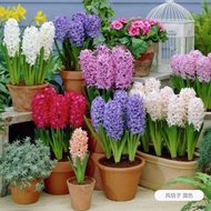 Hot-selling Fast Shipping GK Hyacinth Seed Balcony Courtyard Green Plant Seed Multicolor Hyacinth