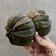 雙頭布紋球/大戟科/多肉 塊根/Euphorbia obesa