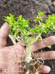 TANAMAN BONSAI SANCANG ORIGINAL