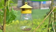 Oriental Fruit Fly Trap + 1 Pheromone Lure perangkap feromon LALAT BUAH (Pherotools Plants & Bugs)