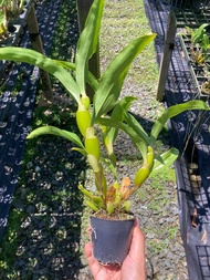 เอื้องจำปาน่าน Dendrobium sulcatum ไม้รุ่น ให้ดอกแล้ว กล้วยไม้ หายาก สีเหลือง สีส้ม กล้วยไม้ไทยหายาก