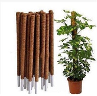 Blooms Nursery Tiang Sabut /Coco Fibre Stick/Plant Support / Cocopeat Pole/Totem Pole/Tiang Pokok Me
