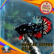 Ikan Cupang Avatar Copper Premium