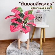 Phra Nakhon Caladium With 7-Inch Pot Sprinkle Stone Fake Trees