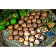 ANAK POKOK MACADAMIA NUT (RARE) KACANG TERSEDAP