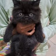 Anak kucing Persia flat/kucing anggora betina/kitten peaknose  jantan