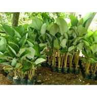 Pisang calatea / pohon pisang calatea - bibit tanaman hias murah COD