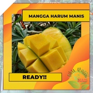 Obral Bibit Mangga Harum Manis super genjah bisa tanam dalam pot