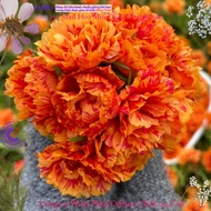 Fire Orange Ten O'clock Flower MiMa market ten o'clock flower