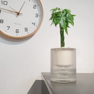 植栽 室內盆栽 發財樹 植物盆栽