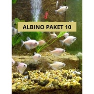Albino Pack 10 | Aquarium Decoration | Aquarium Decoration