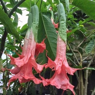 50 เมล็ด ดอกไม้ ดอกแตรนางฟ้า ดอกลำโพง ดอกหอม ดอกซ้อน (Double Angel of Trumpet) สายพันธุ์ Theas Liebl