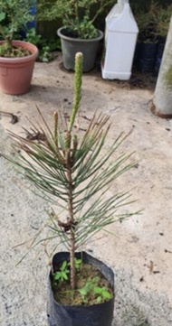 Malaysia Stock japanese black pine bonsai/blackpine 黑松