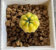 缺貨～ D01 緋花玉錦 3寸盆 錦斑 稀有品種 仙人掌 辦公室盆栽 療癒小物