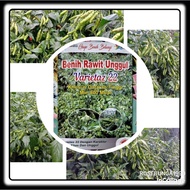 REPACK- isi 20 Benih Cabe Rawit Varietaz 22 Ke- Bibit Cabai Rawit Varietas 22 - Rawit Ijo V22 - Rawi