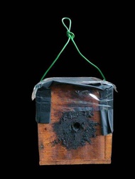 sarang madu kelulut [Box: 7cm x 7cm] Ready to use