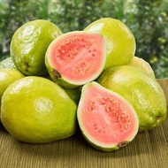 Guava / Jambu Biji - 30ML (DIY Essence Liquid)