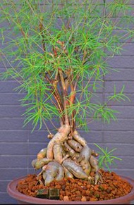 柳葉麒麟 Euphorbia HEDYOTOIDES