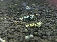 黑花虎水晶蝦