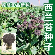 Purple Flower Mustard Seed Vegetable Seed Broccoli Seed Purple Broccoli Moss Four Seasons Spring Aut
