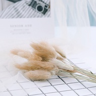 Natural Big wheat wheat spike rabbit tail grass dried flower photo prop decoration Jewelry photograp