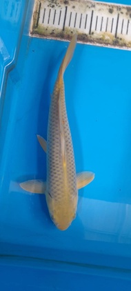 Ikan Koi Import F1 Chagoi 32cm