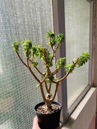 灌木厚敦菊  #OthonnaArbuscula