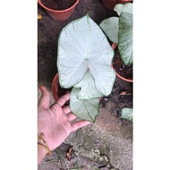 kod 006 caladium viral/thai hybird (lightmoon)