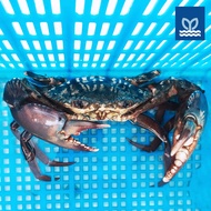 Prime Fresh - Live Meat Crab (Mud Crab) 百美肉蟹