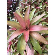 Berjaya Plant Nursery - Bromeliad/Cryptanthus(Pokok Bunga Hidup/Pokok Hiasan Dalam Rumah/Real Live Indoor Plant)ro