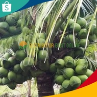 Bibit Kelapa Genjah Hibrida / kelapa hijau / kelapa ijo Super
