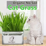 READY STOCK Japanese Organic Natural Cat Grass Seeds No Soil Planting Rumput Kucing Makanan Kucing