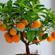 Bibit jeruk mandarin