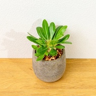 惠比須笑大黑 桌上型水泥盆栽 觀葉植物 禮物 盆栽 交換禮物