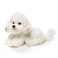 DEMDACO Sitting Large Bichon Frise Dog Children's Plush Stuffed Animal Toy , Large (Pack of 1)