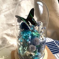 【鯉花】 月亮蛾標本玻璃盅-月光粼粼 /永生花/乾燥花/玻璃盅