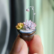 微縮黏土毛漢尼石蓮花多肉盆栽
