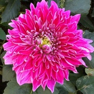 Dahlia Plant Ball Ball Root Flower Dahlia Plant Root Dahlia Plant Ball Dahlia Plant Potted Plant0827