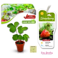 🔥Anak pokok strawberry tanah rendah tahan lasak (Live plant)🔥