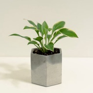 斑葉玉簪│泥作系列│福所栽