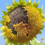 Edible Sunflower Seed Balcony Daejeon Planting
