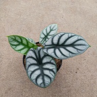 alocasia silver dragon tanaman