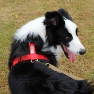 Red Fox H-harness Human and Hound Dog harness Size S-L: Color