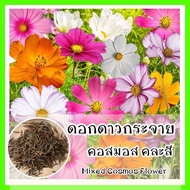 เมล็ดพันธุ์ ดาวกระจายคละสี ดอกคอสมอส (Mixed Cosmos Flower Seed) 350 เมล็ด คุณภาพดี ราคาถูก