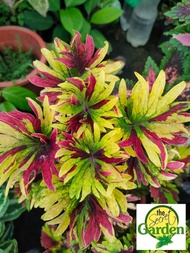 Mayana Coleus Tricolor Twirl (Semi-Rare Mayana) with FREE plastic pot, and garden soil (Outdoor Plant, Real Plant, Live Plant and Limited Stock) - Plants for Sale
