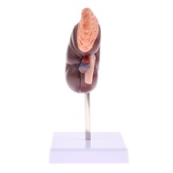 [whfashionkk] Human Kidney Anatomical Models, Lifesize Kidney with Adrenal Gland Model, 2 Parts Remo