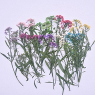 Fragrant Snowball Embossed diy Dried Flower Phone Case Photo Frame Decoration Kindergarten Handmade 