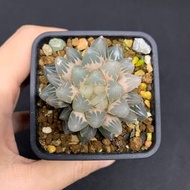 多肉植物 十二卷 糊斑霓虹燈