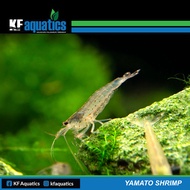 Aqua Shrimp Yamato Amano (3pcs)