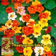 เมล็ดพันธุ์ แนสเทอเทียม คละสี บรรจุ 4เมล็ด Fragrant Nasturtium Seed Flower Seeds for Planting เมล็ดไวยากรณ์ เมล็ดดอกไม้ พันธุ์ดอกไม้ บอนสีราคาถูก เมล็ดบอนสี ต้นไม้มงคล บอนสี เมล็ดพันธุ์ดอกไม้ ไม้ประดับ ดอกไม้ปลูกสวยๆ แต่งบ้านและสวน ปลูกง่าย ปลูกได้ทั่วไทย